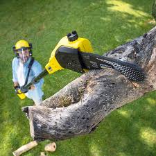 Trusted Anderson, IN  Tree Services Experts