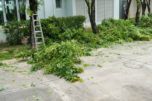 Why Choose Our Tree Removal Services in Anderson, IN?